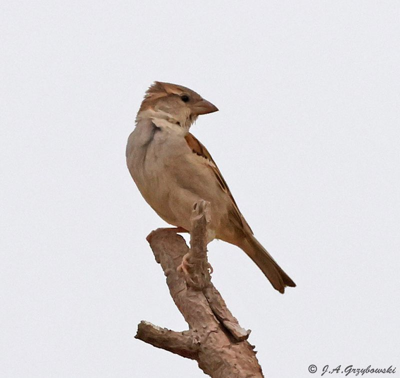 Plain-backed Sparrow