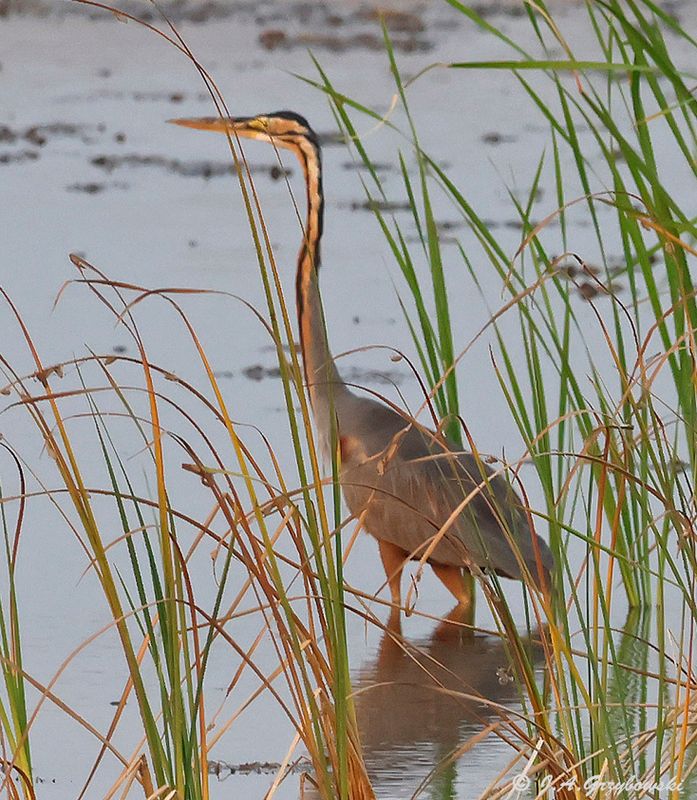 Purple Heron