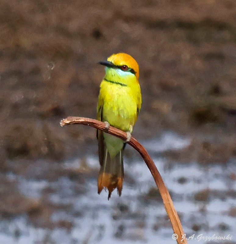 Asian Green Bee-eater