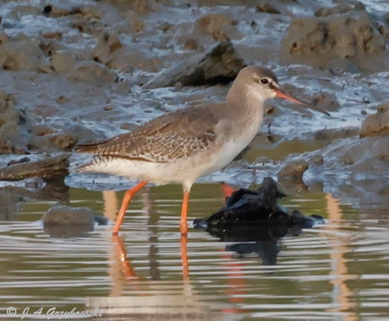 Spotted Redshank