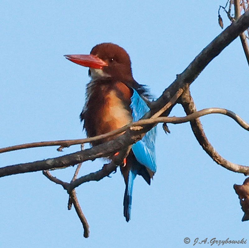 White-throated Kingfisher