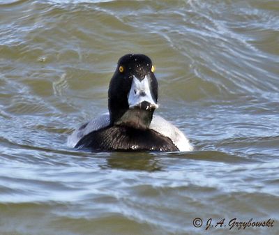 Greater Scaup