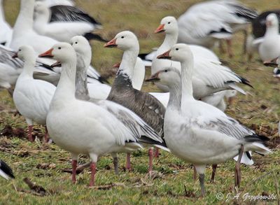 Snow Goose