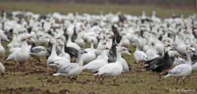 Snow Goose