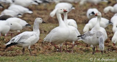 Snow Goose