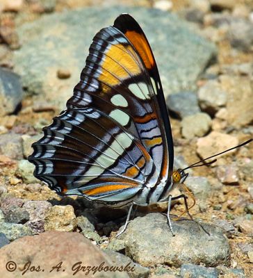 Arizona Sister (Adelpha eulalia)