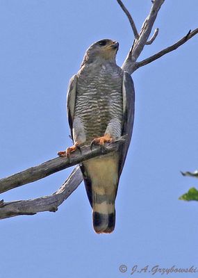 Gray Hawk