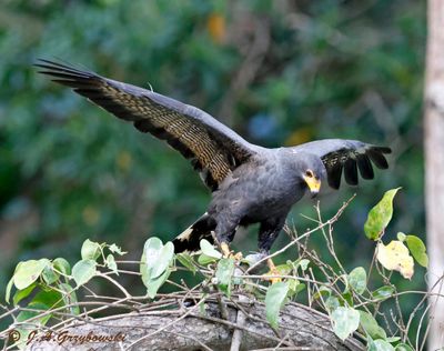 Common Black Hawk