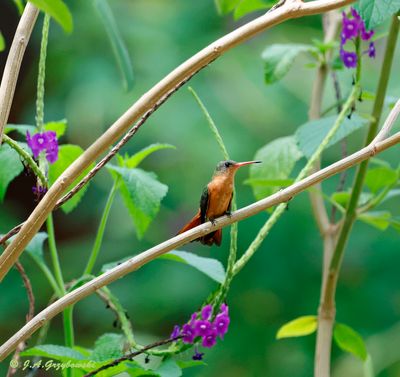 Cinnamon Hummingbird