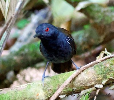 Dull-mantled Antbird