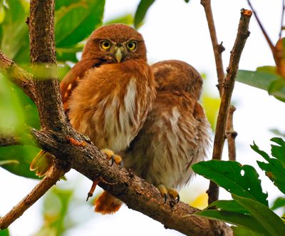 Ferruginous Pygmy Owl