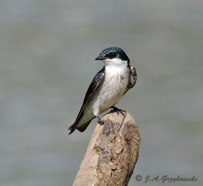 Mangrove Swallow