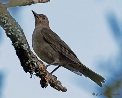 Mountain Thrush