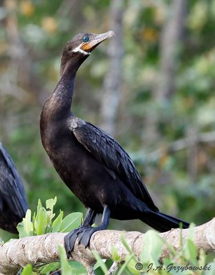 Neotropic Cormorant