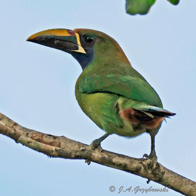 Northern Emerald Toucanet