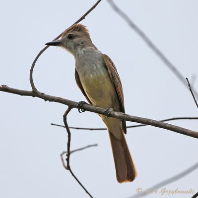 Nutting's Flycatcher