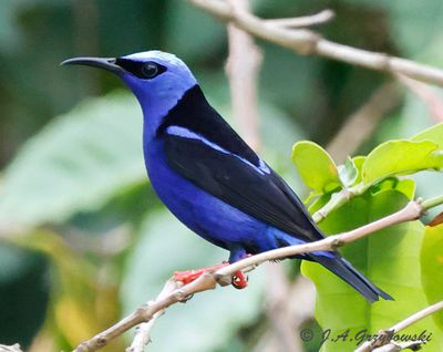 Red-legged Honeycreeper