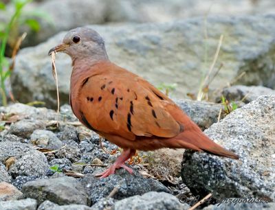 Ruddy Ground-Dove