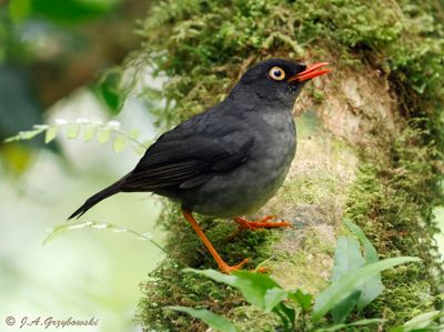 Slaty-backed Nightingale-Thrush