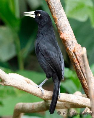 Yellow-billed Cacique