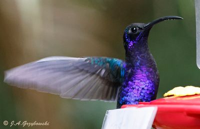 Violet Sabrewing