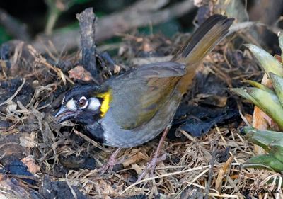 White-eared Ground-Sparrow