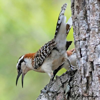 Rufous-naped Wren