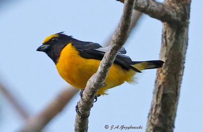 Scrub Euphonia