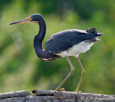 Tricolored Heron