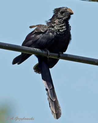 Smooth-billed Ani