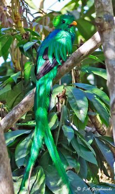 Resplendent Quetzal