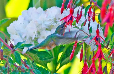 Scintilant Hummingbird