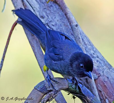 Yellow-thighed Finch