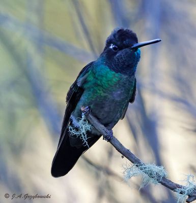 Talamanca Hummingbird