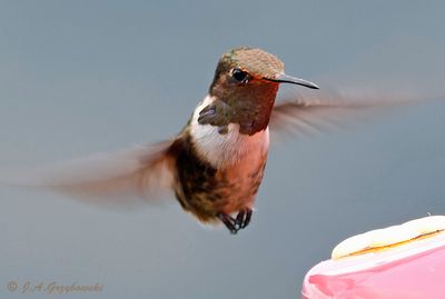 Volcano Hummingbird