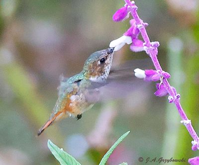 Scintillant Hummingbird