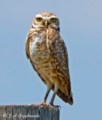 Burrowing Owl