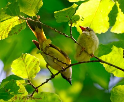 American Redstart