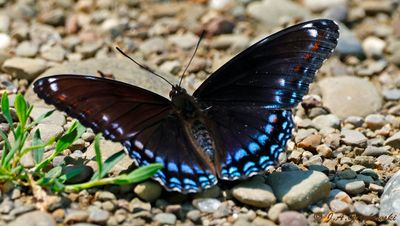 Red-spotted Purple (Limenitis arthemis astyanax)