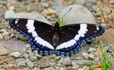 White Admiral (Limenitis arthemis arthemis)