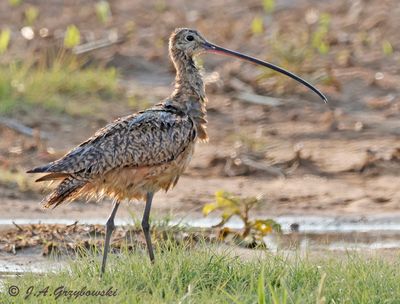 puddle-pleased Long-billed Curlew