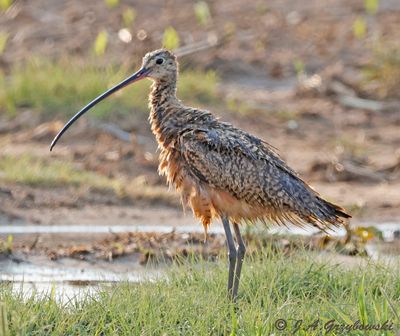 puddle-pleased Long-billed Curlew