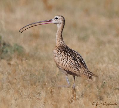 Long-billed Curlew on the prairie