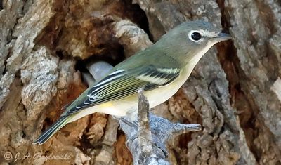 Cassin's Vireo