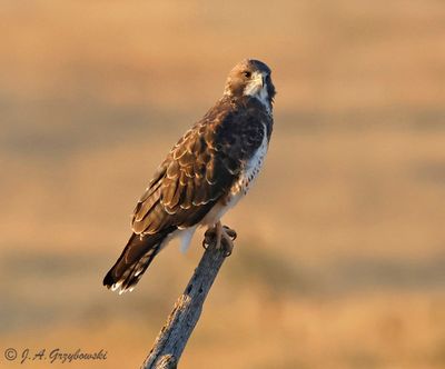 Swainson's Hawk