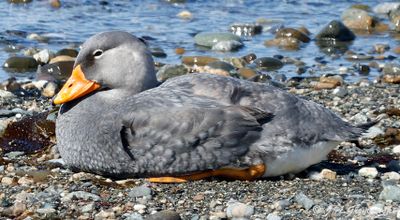 Flightless (Fuegian) Steamer-Duck