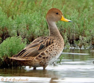 Yellow-billed Pintail