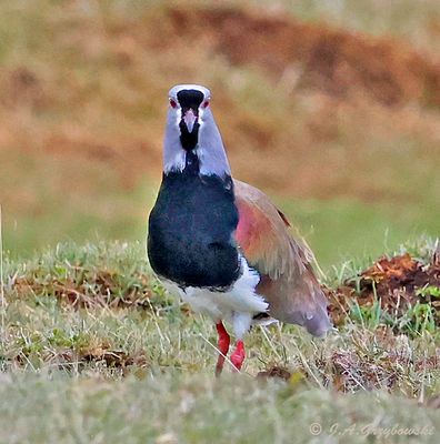 Southern Lapwing