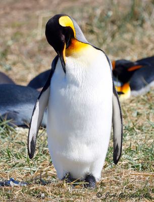 King Penguin