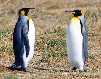 King Penguin